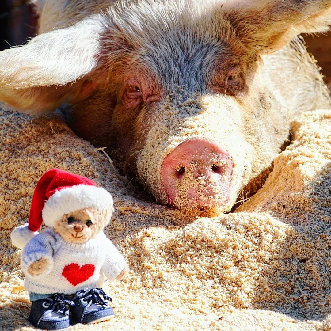 In a world where you can be anything, be kind ❤ 🐻 🐷
#pigsarefriendsnotfood #savepigs4regan #savepigs #Veganuary2022 #animalsanctuary #pigsareawesome #pigsarecute #pigsarefriends