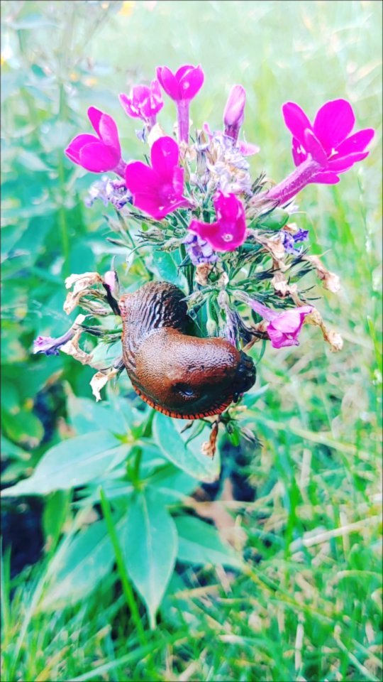 Look at this little fella 🐌😲
#snail #snails #snailvideo #snailstagram #snailsofinstagram #snaillove #snailsgarden #animalsandnature #animalsreels #loveanimals❤️ #gartenzeit #schnecke #schneckenliebe